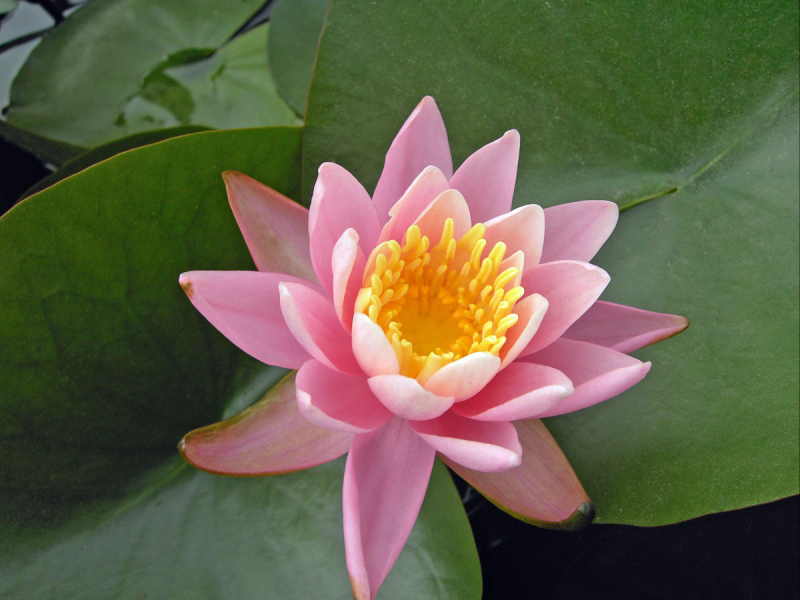 Seerose - Firecrest